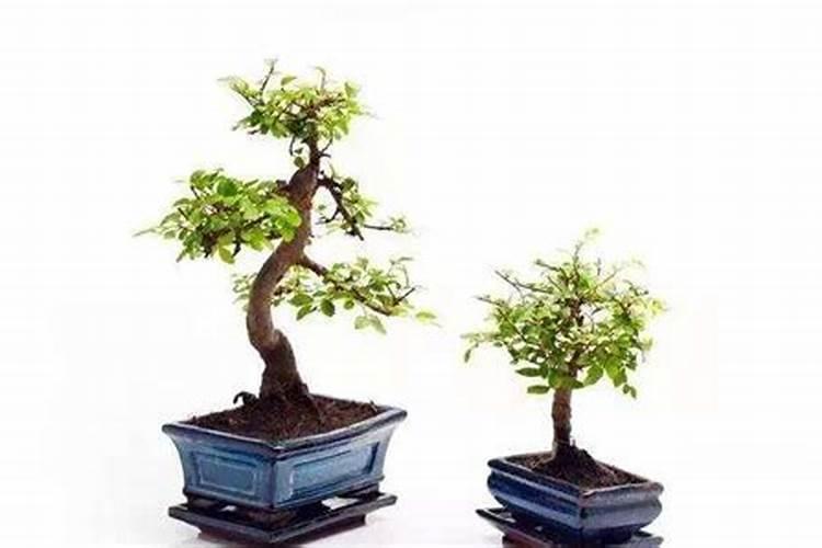 老师帮忙看看西红柿叶子黄是不是病？