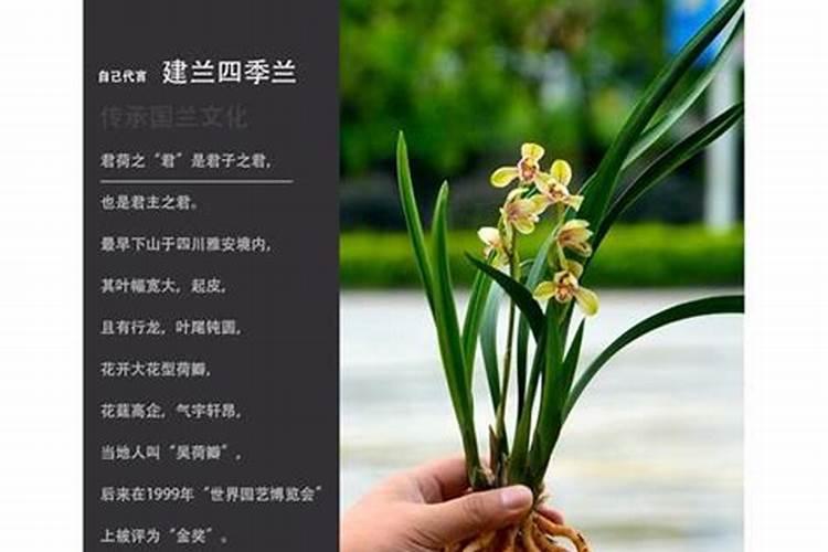 6月份建兰开花后该如何养护管理？