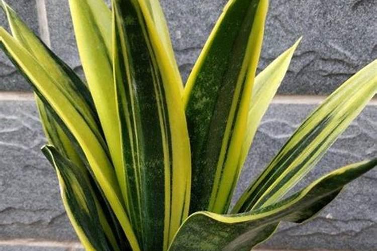 红心火龙果家里种植行吗 红心火龙果家里种植可以吗
