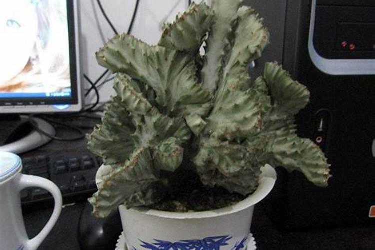 硼肥在什么时候喷施好(硼肥施肥要在雨天还是晴天)