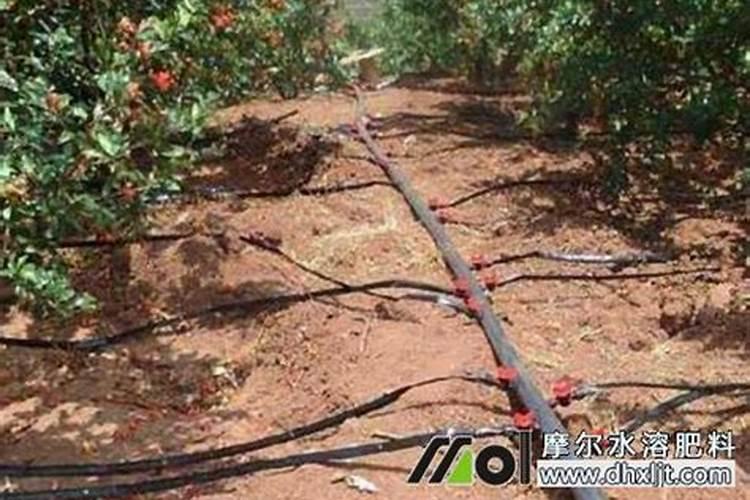 冲施肥是什么意思 冲施肥与水溶肥的区别