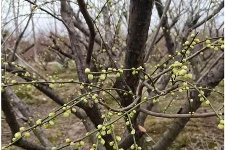 绿梅的养殖方法是什么呢？