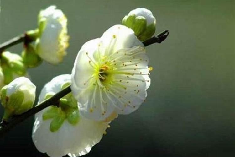 绿梅怎么养及养殖方法