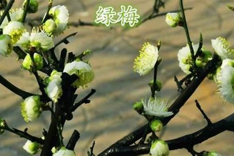 绿梅的养殖方法