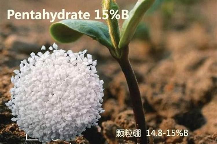 蟹爪兰叶片能喷水吗