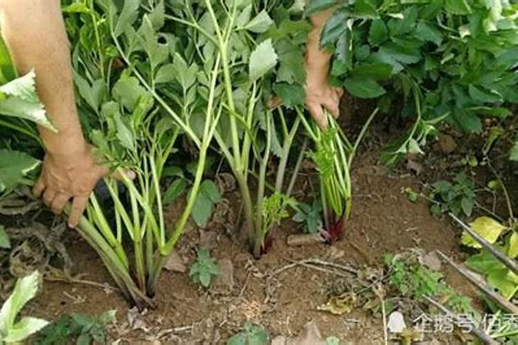 种植中药材施什么肥料好