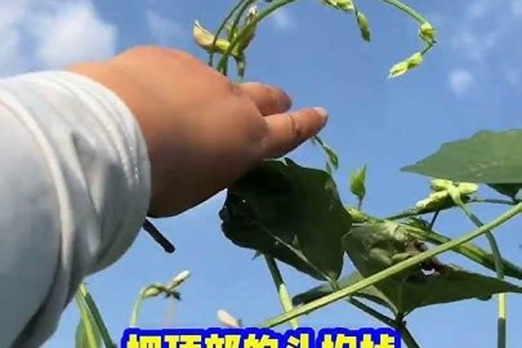 豆角怎么管理才能高产 豆角如何管理才能高产