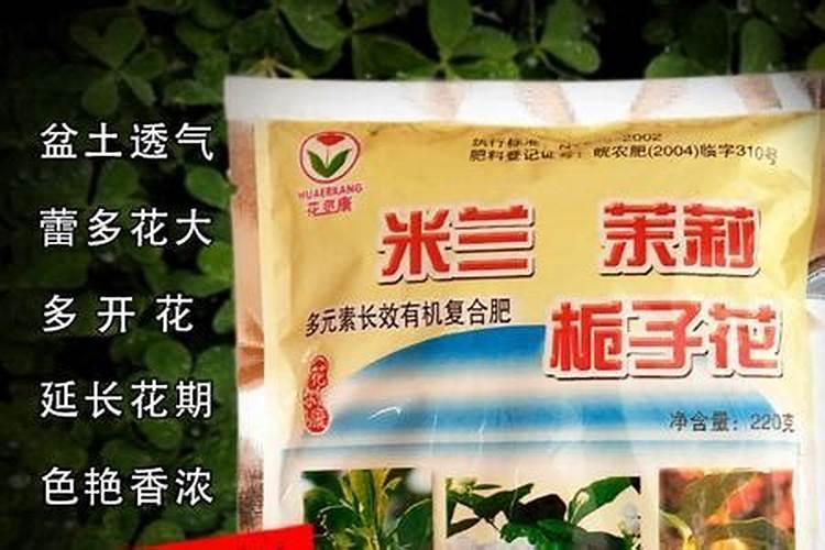 长寿花花期怎样施肥和浇水