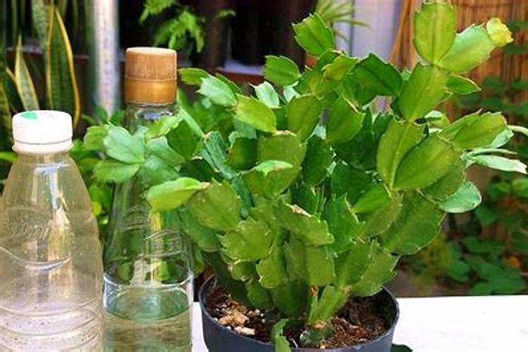 蟹爪兰施什么肥可以开花