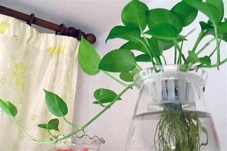 水培植物营养液的正确使用方法