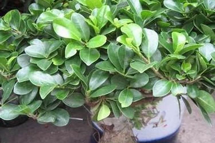 榕树需要什么肥料
