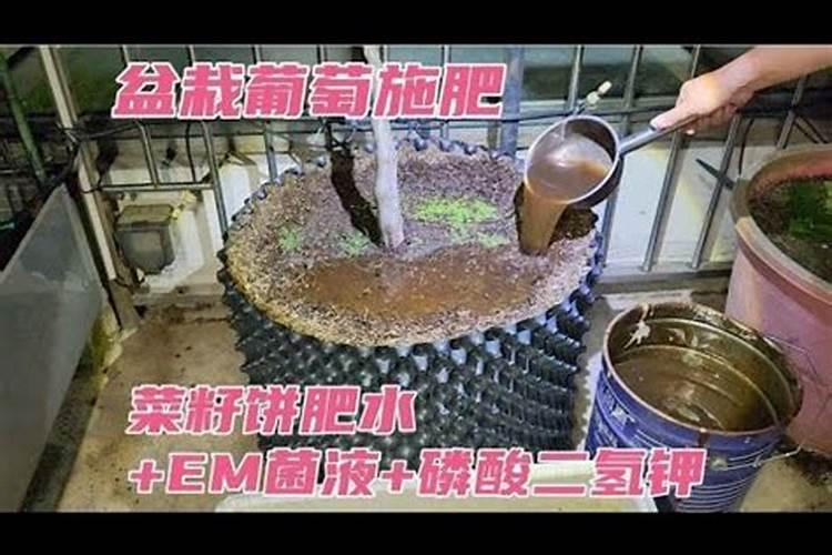 种植玫瑰花可不可以用油菜饼当肥料？