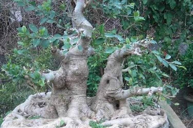 榕树的追肥用什么肥料好