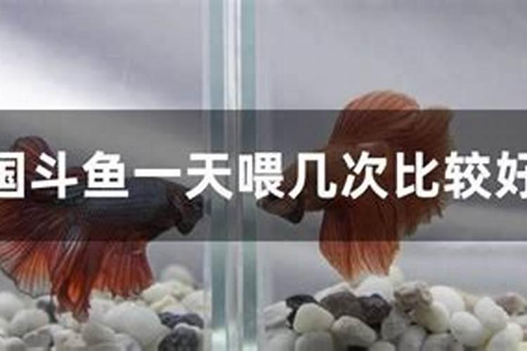 海藻肥和羊粪哪个好