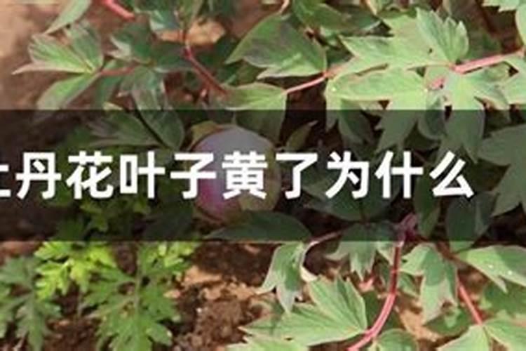牡丹花叶子发黄怎么办,牡丹花叶子发黄解决办法