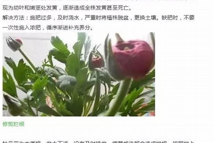 牡丹叶子发黄怎么回事 黄叶原因与补救办法
