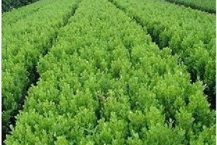苹果树补钙的叶面肥有哪些苹果树叶面肥一年喷几次都喷什么肥