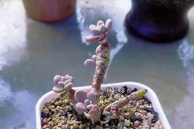 多肉植物盆栽怎么养