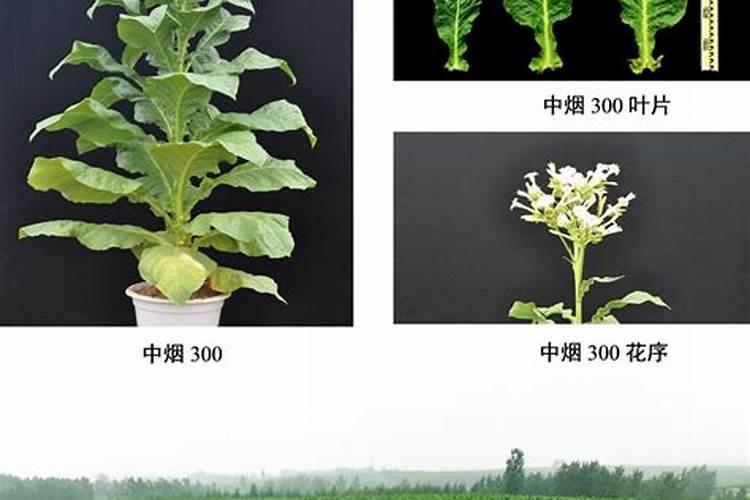 种植烟草用什么样的复合肥？