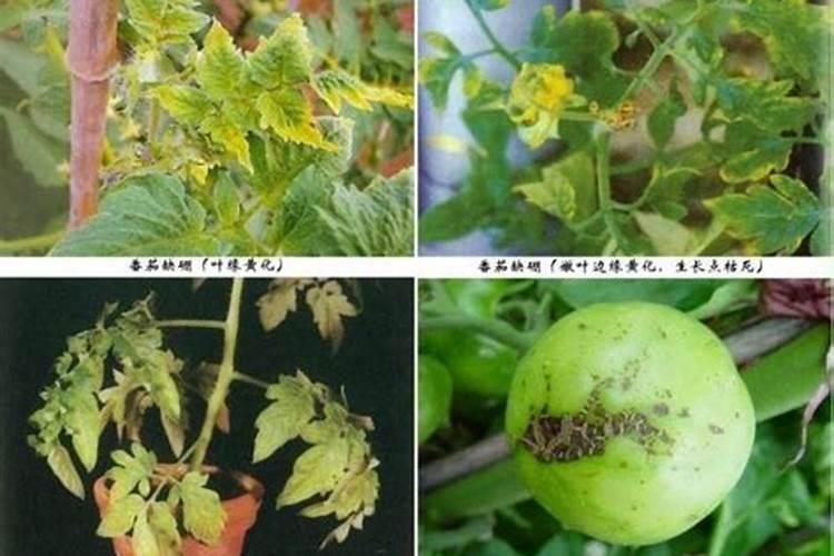 西红柿的种植与预防病虫害