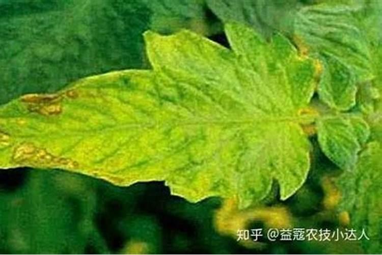 菜地常用的微量元素肥料有几种？