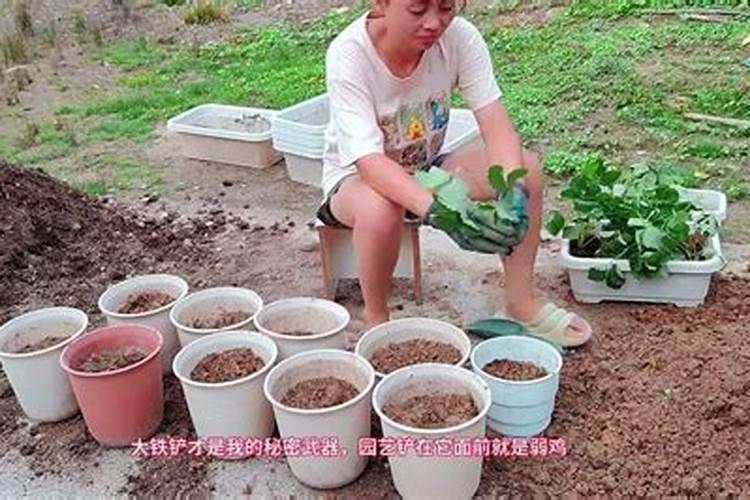草莓露天种植施肥方法