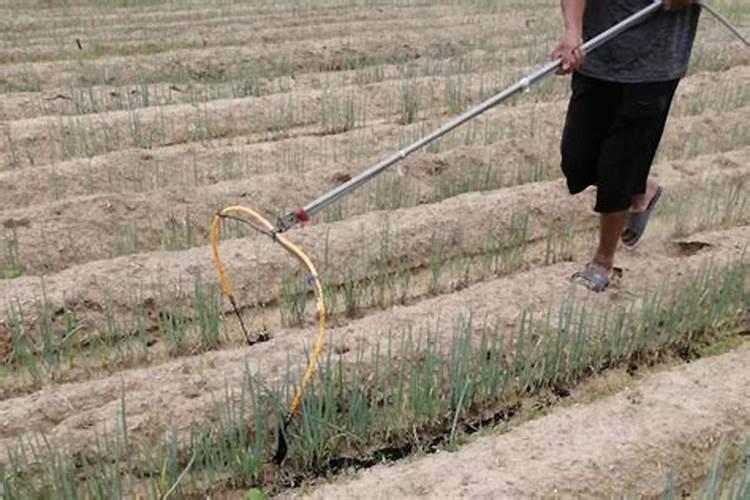 玉米一次性施肥氮磷钾怎么配合