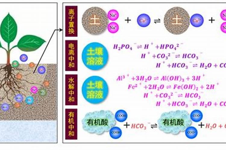 山芋育苗施什么肥料长得快？