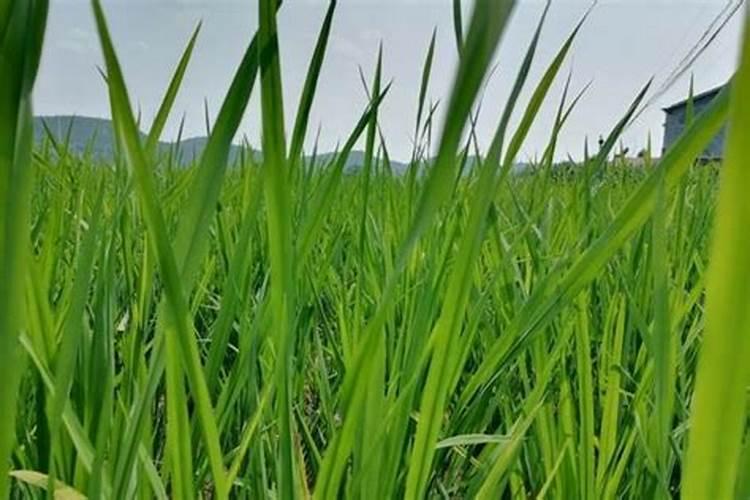 烟富8号苹果树介绍