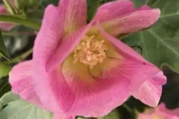 棉花后期需要什么肥料