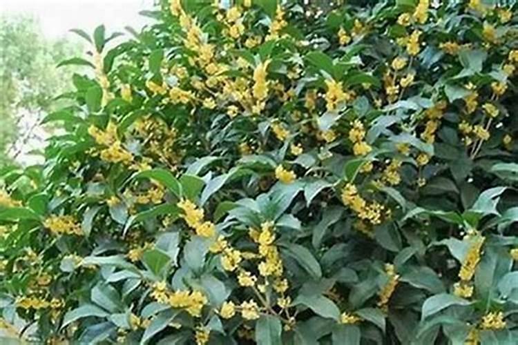 桂花树施肥用什么肥料好 施什么肥长得最快