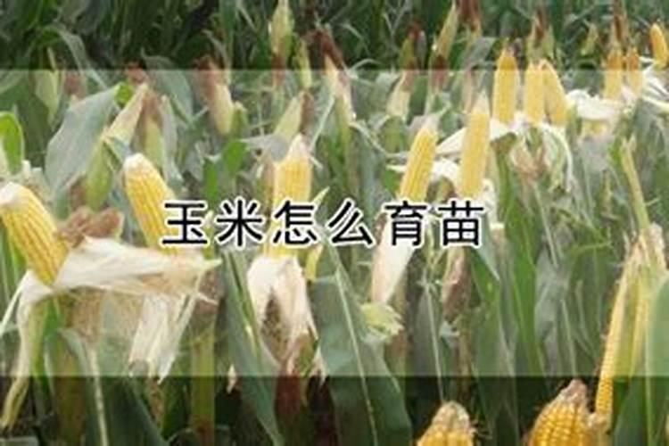 桂花树秋季移栽后怎样管理