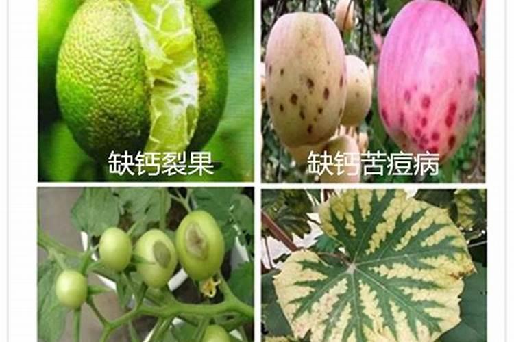 果树缺钙用什么肥料最适合