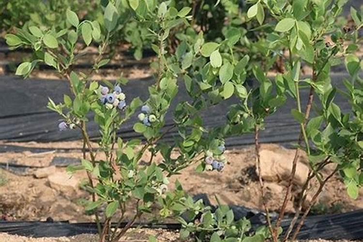 波斯菊多长时间开花 养多久开花一次