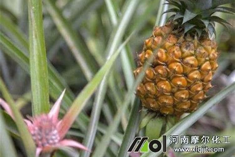 观叶植物用什么叶面肥怎么施？
