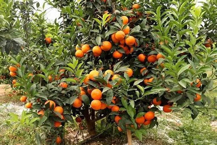 种植沃柑施肥时间和方法