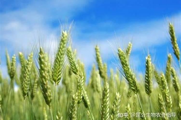 小麦年后追什么肥料好