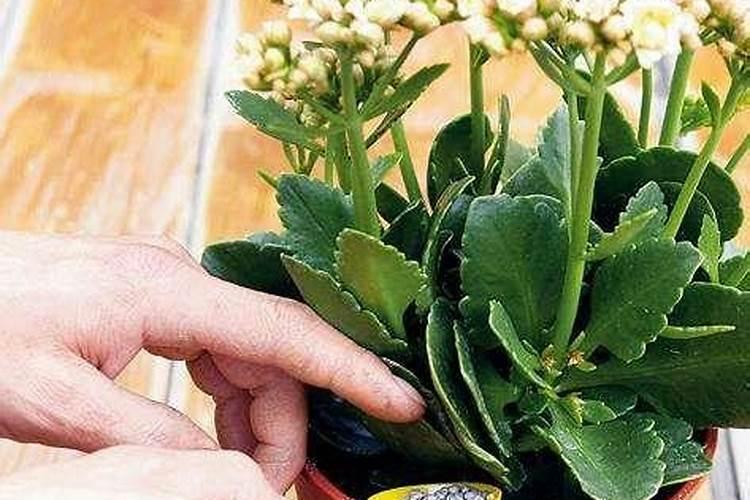 苹果树补钙几月份好