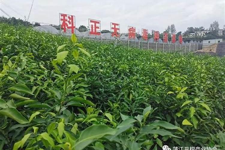 柑橘专用促花叶面肥柑橘促花用什么肥柑橘促花肥批发
