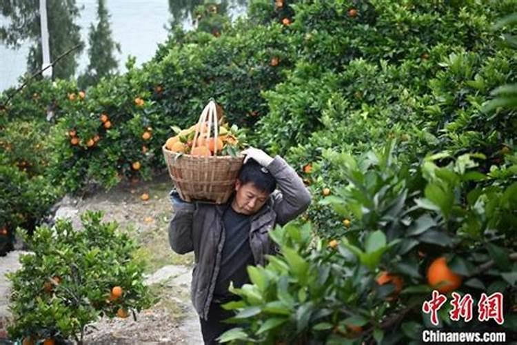 种柑橘用什么肥料最好