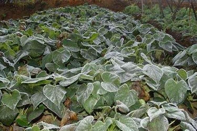 玫瑰花白粉病用什么药