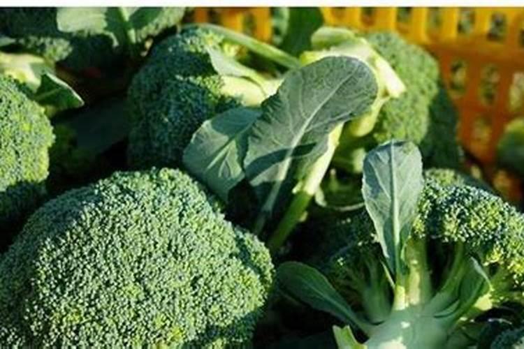 西兰花追肥用什么肥料好