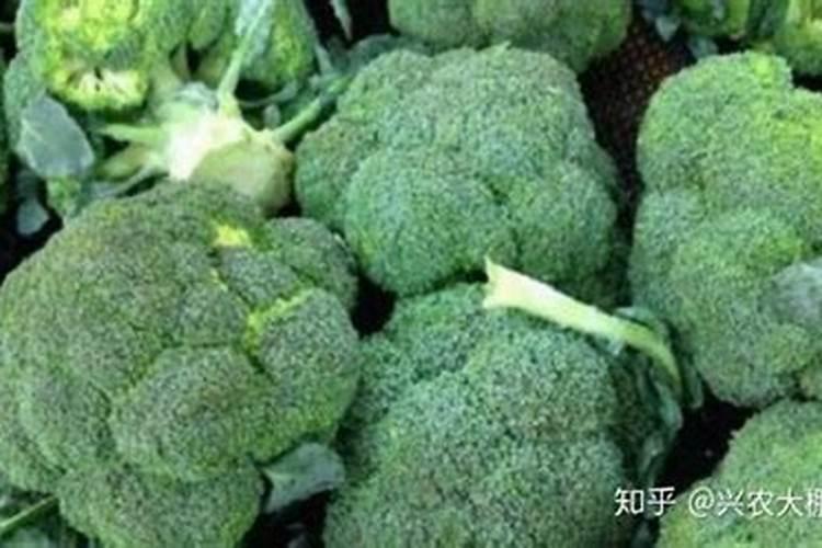 草坪专用肥和复合肥有什么区别