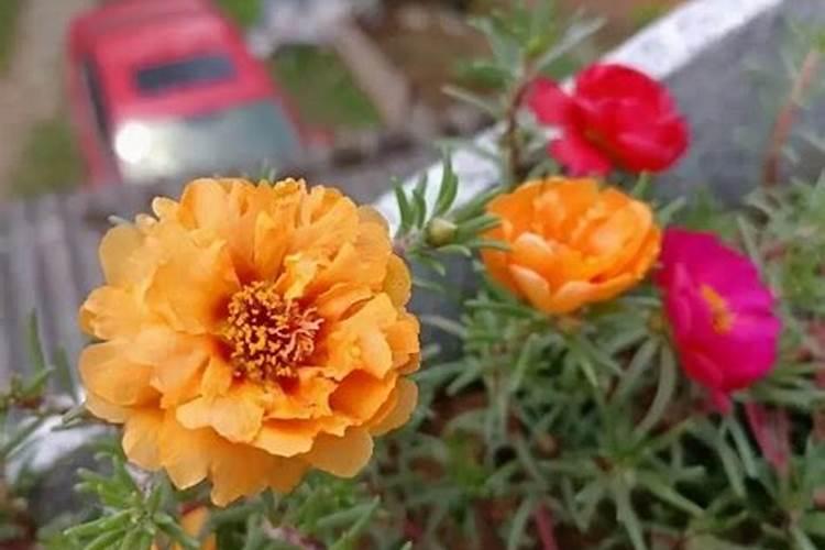 种魔芋用什么肥料