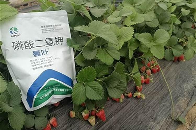 草莓开花结果期施什么肥