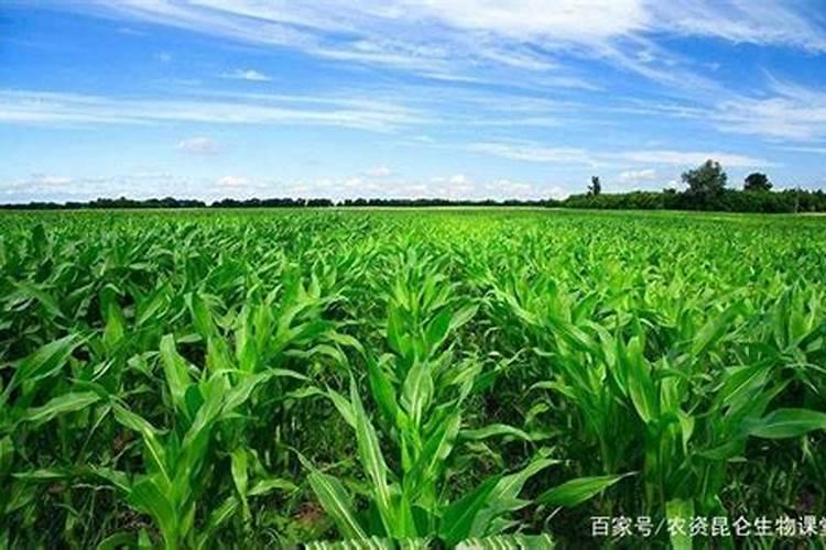 月季土怎么配