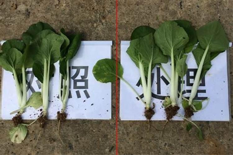 茄子连续开花结果有什么好办法,茄子生长条件有哪些