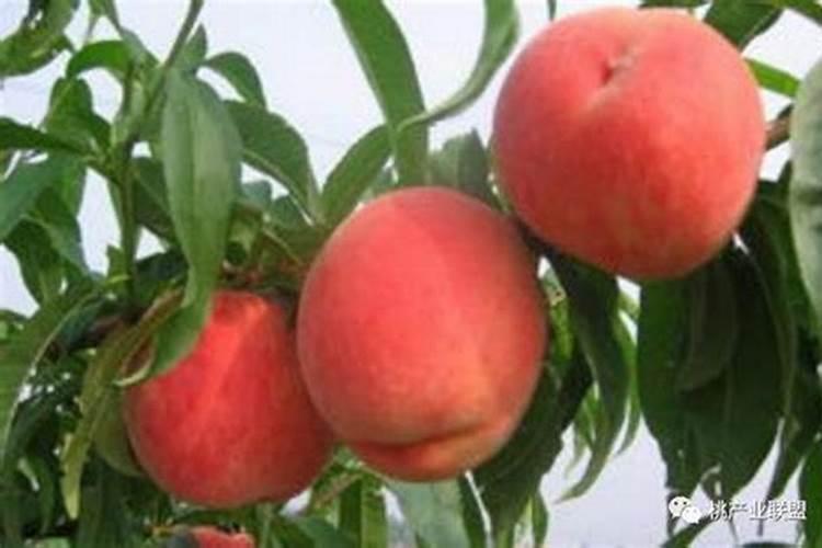 桃树用什么肥料好？