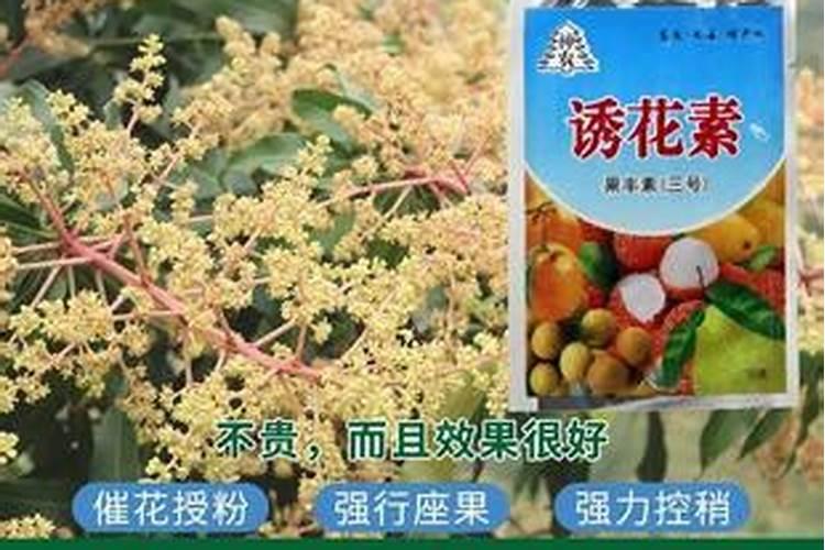 芒果用什么肥料能快速成长？施肥几次？