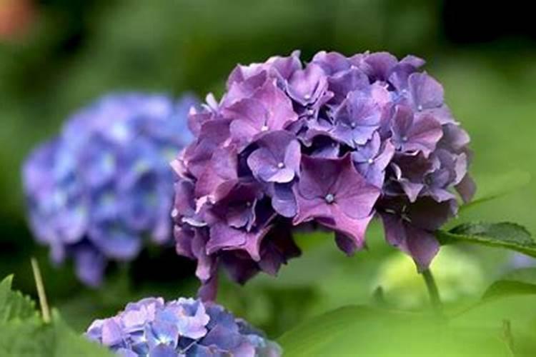 绣球花叶子干枯发白怎么办